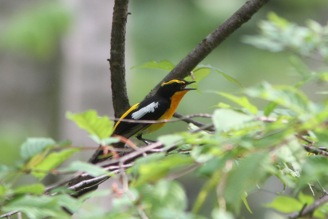 上高地に花見兼鳥見に行きました　コマドリは声はすれども、でした　早朝行かないとだめかも